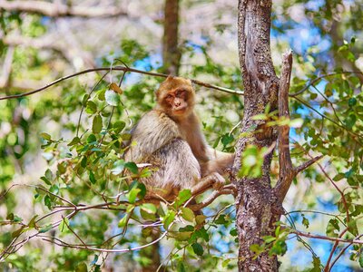 Barbary macaque ape sitting on branch in tree in the Cedar Forest near Azrou, Northern Morocco, Africa