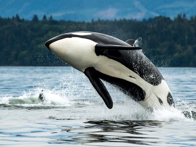 Orca whale jumping out of the sea in Vancouver Island, Canada