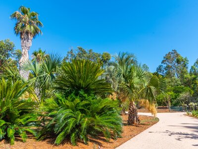 Botanical garden at Lokrum island near Dubrovnik, Croatia