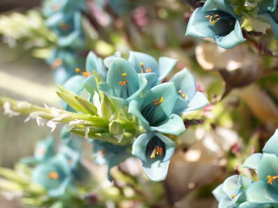 Close-up of beautiful turquoise Puya berteroniana flowers in Botanical Garden of Lokrum island, Croatia